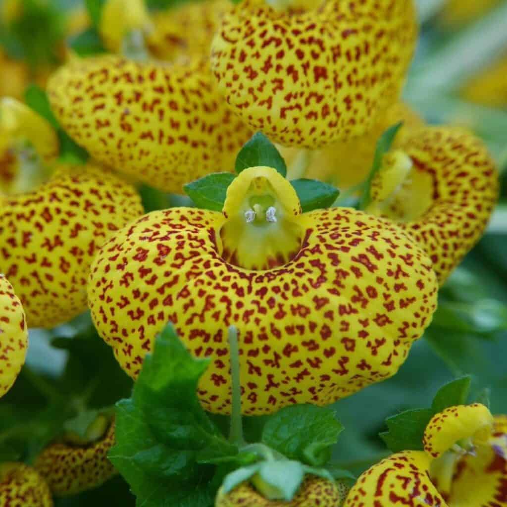 Calceolaria Purse Flower seeds for Planting Fragrant Blossoms Heirloom & GMO Free Seeds for Home Garden