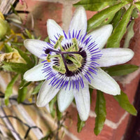Passiflora Passiflora spp Mixed Flower Seeds for Planting in Flower Bed