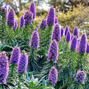 Purple Madeira Flower Seeds for Planting - Vibrant Blooms