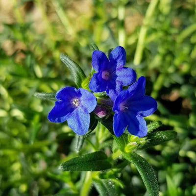 100 Pcs