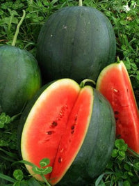 Small sweet watermelon grown from Sugar Baby seeds