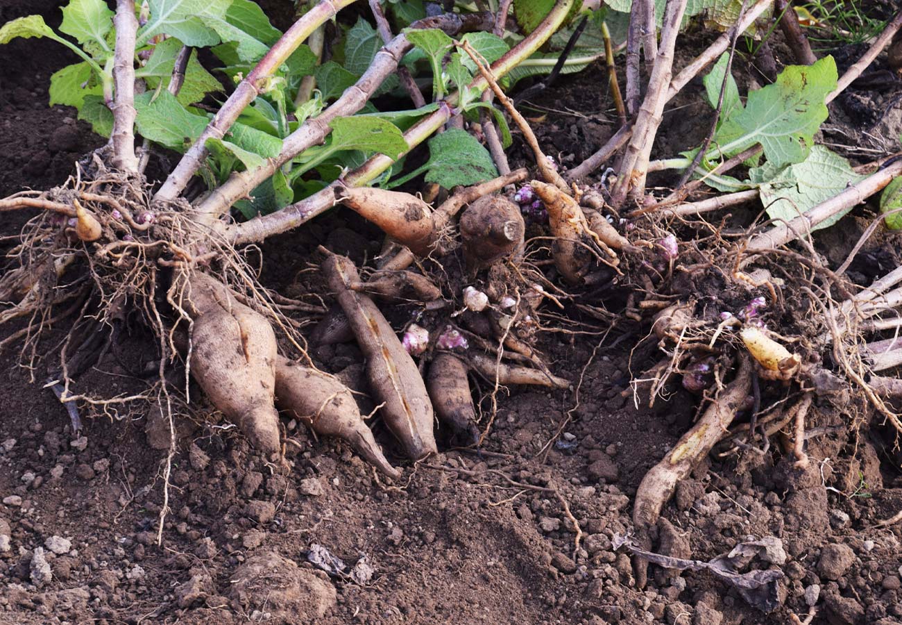 Smallanthus sonchifolius seeds suitable for kitchen gardens and containers.