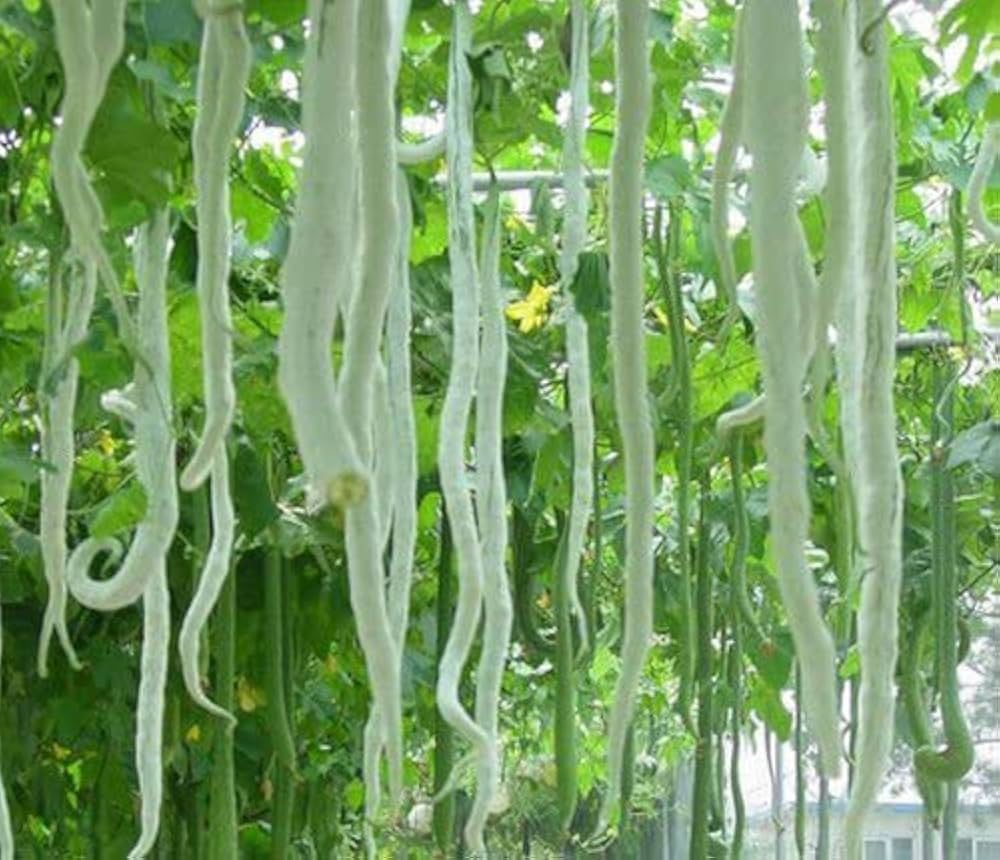Non-GMO Snake Gourd seeds for home garden planting
