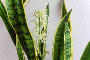 Sansevieria Flower seeds for Planting Premium Quality Heirloom & GMO Free Seeds for Home Garden