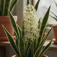 Sansevieria Flower seeds for Planting - Cut Flower Favorite, Heirloom & GMO Free Seeds for Home Garden