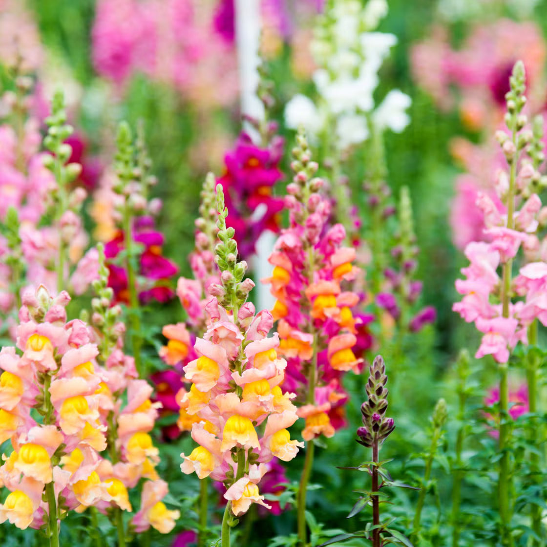 Snapdragon Flower seeds for Planting Colorful Display Heirloom & GMO Free Seeds for Home Garden