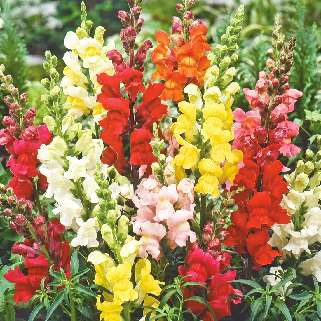 Heirloom Mix Snapdragon flowers growing in an outdoor garden border