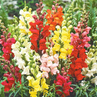 Heirloom Mix Snapdragon flowers growing in an outdoor garden border