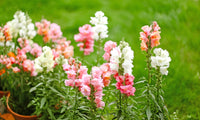 Snapdragon Flower seeds for Planting Colorful Display Heirloom & GMO Free Seeds for Home Garden