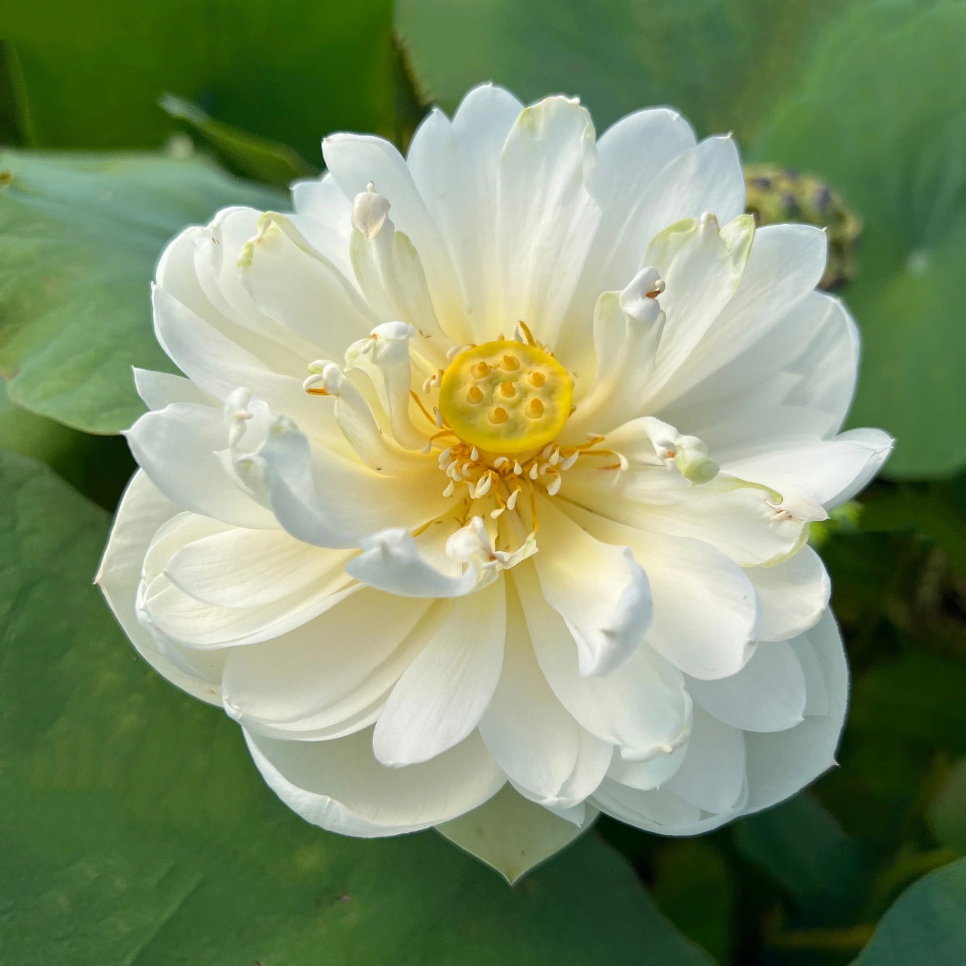 White Lotus flower growing in a decorative aquatic garden