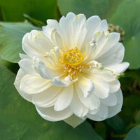 White Lotus flower growing in a decorative aquatic garden