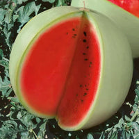 Snow White Giant watermelon seeds for home garden planting.