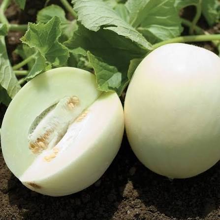 Snow White watermelon growing on vines in a home garden
