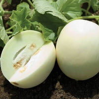Snow White watermelon growing on vines in a home garden