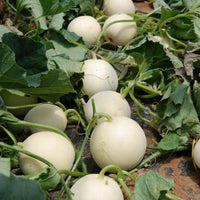Snow White watermelon seeds for garden planting