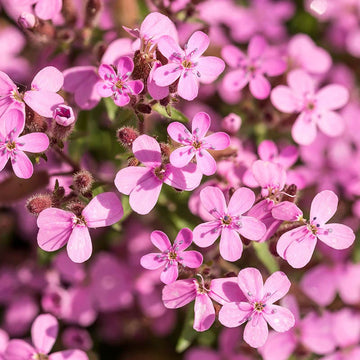 Saponaria Ocymoides Flower seeds for Planting Garden Favorite Heirloom & GMO Free Seeds for Home Garden