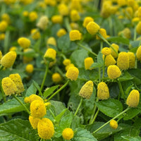Spilanthes Flower seeds for Planting Seasonal Bloomer Heirloom & GMO Free Seeds for Home Garden 
 
 Sale