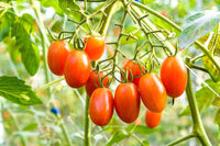 Mixed tomato seedlings sprouting from Non GMO seeds