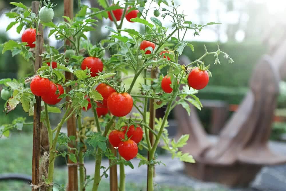 Solanum lycopersicum Spanish Tomato plants growing