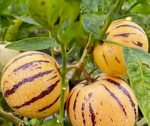 Pepino Dulce (Solanum muricatum) suitable for containers, raised beds, and home gardens.