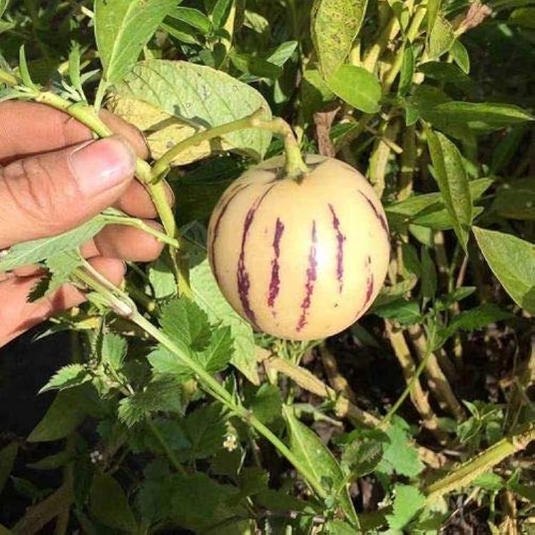 Solanum muricatum seeds for growing fruit plants in patios and garden spaces.