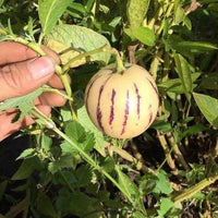 Solanum muricatum seeds for growing fruit plants in patios and garden spaces.