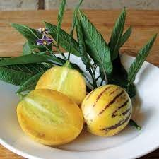 Solanum Muricatum seeds for planting sweet melon pear fruits