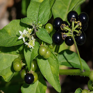 Solanum nigrum herb growing successfully in a patio container