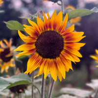 Orange Mini Sunflower Seeds for Planting, Heirloom Non-GMO Garden Seeds for Cut Flowers