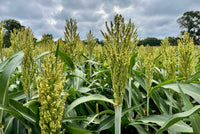 Healthy Sorgo plants growing in warm-season garden