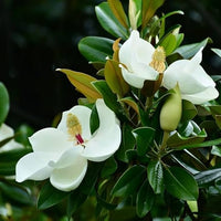 Southern Magnolia Tree with Large White Flowers