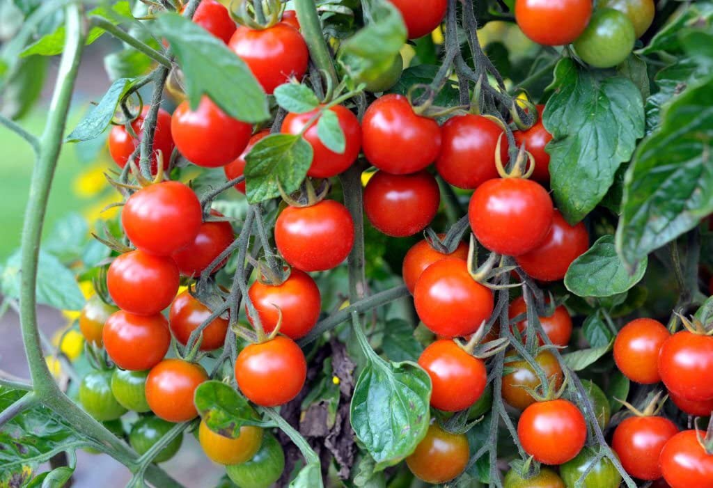 Spanish Tomato Solanum lycopersicum seeds for planting