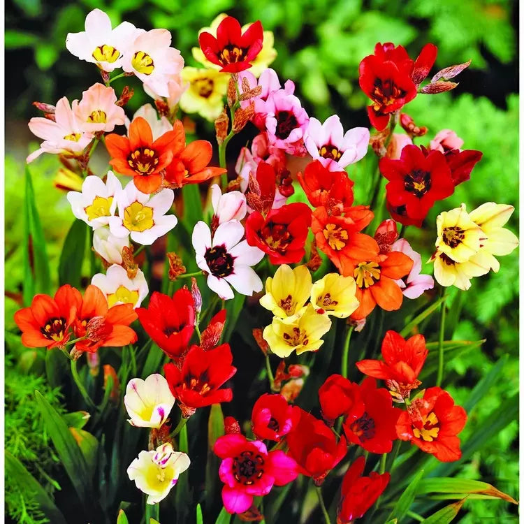 Pink and Yellow Sparaxis Flowers in Borders