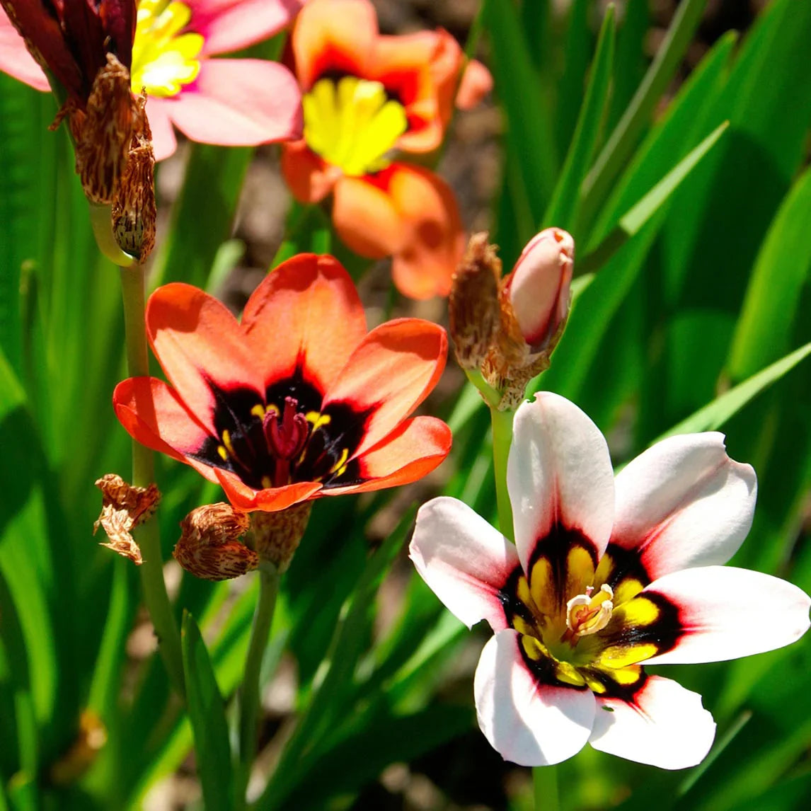 Sparaxis Tricolor Rose flowers in full bloom