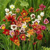 Sparaxis Mix Seeds for Planting  Colorful Garden Flowers