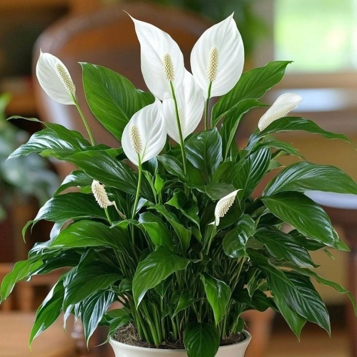 Peace Lily Spathiphyllum plant displayed as indoor home décor