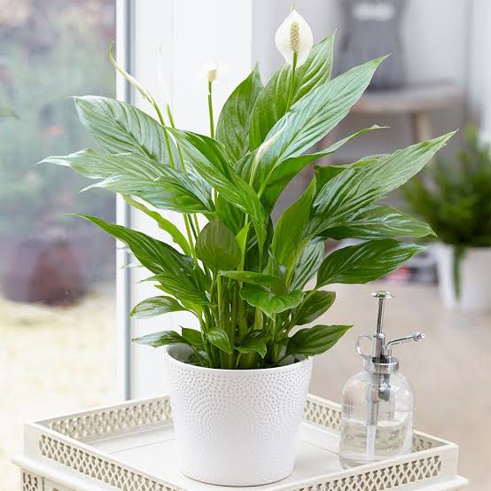 Spathiphyllum Peace Lily indoor plant with green foliage