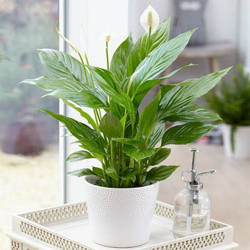 Spathiphyllum Peace Lily indoor plant with green foliage