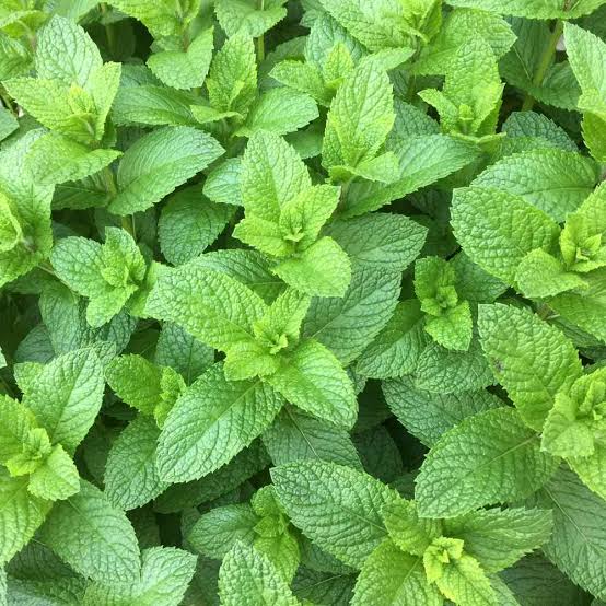 Fresh Spearmint herb growing from quality garden seeds