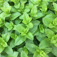 Fresh Spearmint herb growing from quality garden seeds
