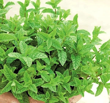 Spearmint seeds for planting in home herb gardens