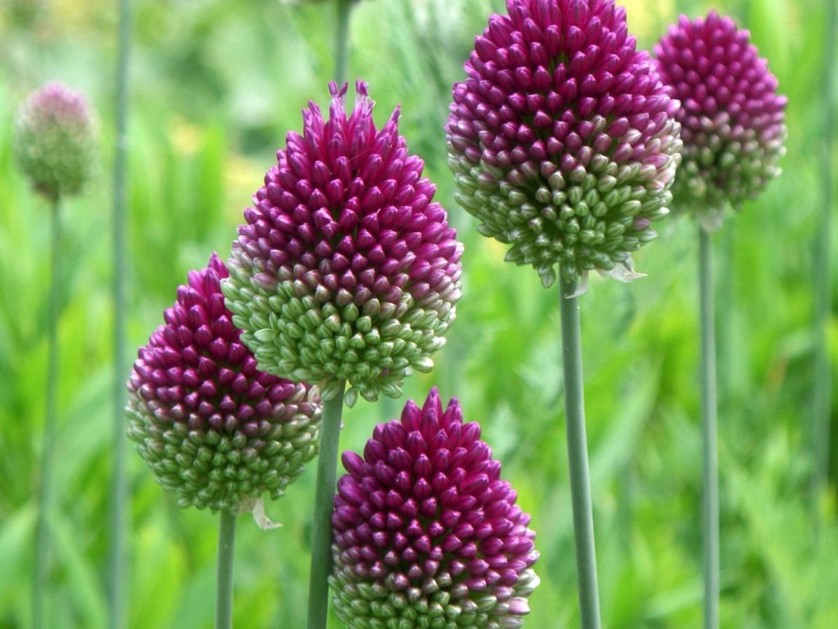Sphaerocephalon flowers in garden borders