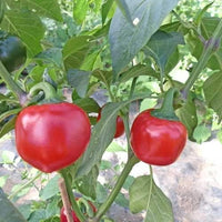 Cherry peppers growing in spice corner