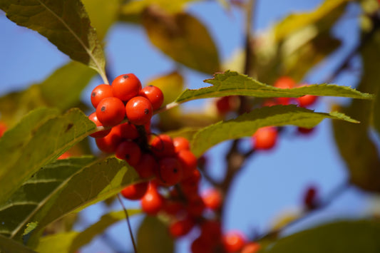 Spicebush Seeds – Lindera benzoin Non-GMO Wild Allspice Shrub