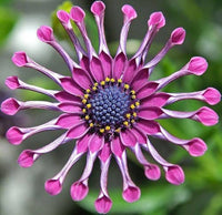Spider Daisy Flowers Growing in Garden
