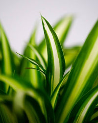 Variegated Spider Plant growing in a decorative pot for indoor or outdoor spaces