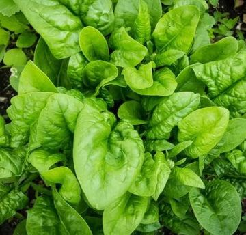 Spinach seeds for growing fresh leafy vegetables at home.