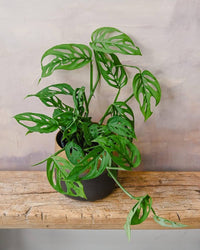 Large split leaves of the Monstera deliciosa plant