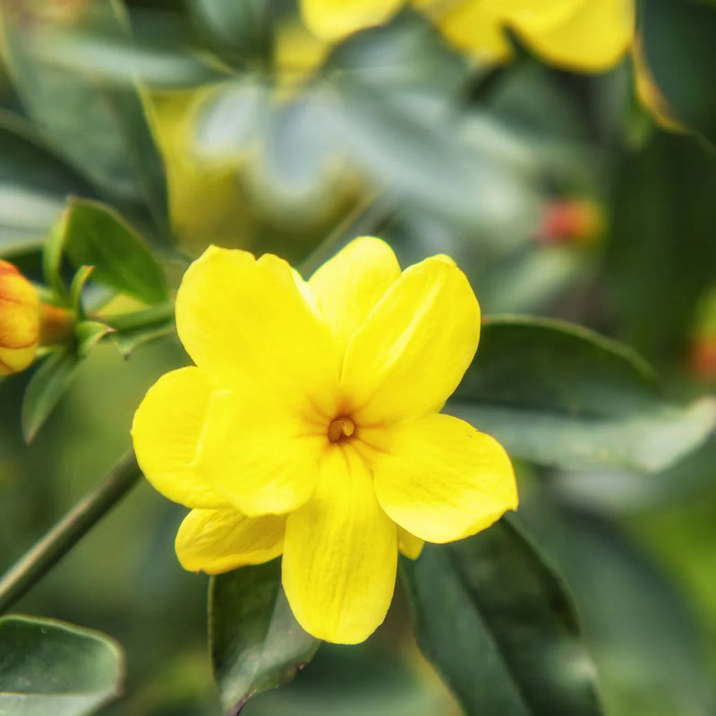 Yellow Jasminum Sambac Seeds for Planting  Fragrant Garden Flowers