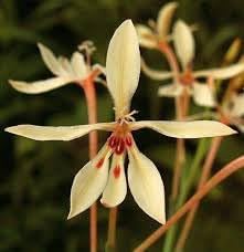 Spring Blooming Babiana Tubulosa Flowers